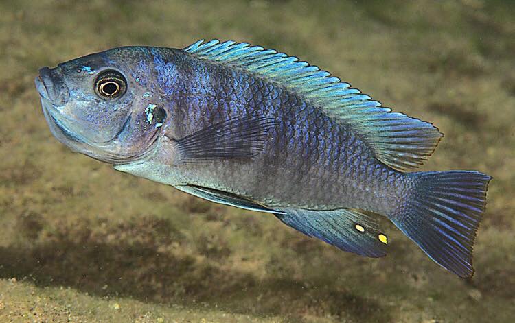 Cynotilapia sp. 'chinyankwazi' Chinyankwazi Island